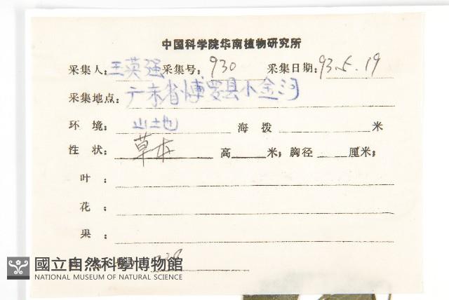 山蟛蜞菊藏品圖，第2張