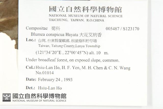 大花艾納香藏品圖，第2張