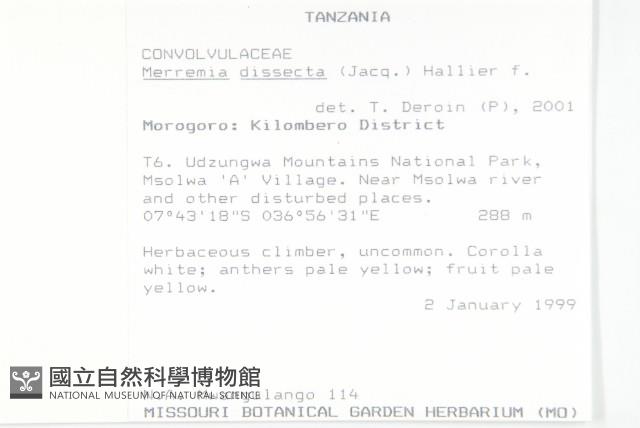 七爪牽牛花藏品圖，第2張