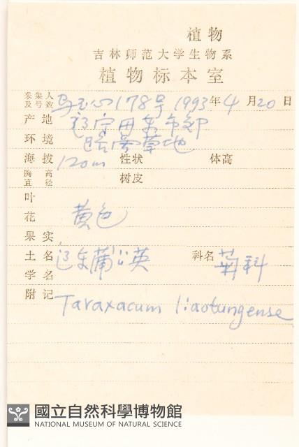 遼東蒲公英藏品圖，第2張