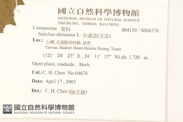 苦滇菜、苦菜藏品圖，第2張