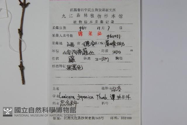 忍冬、金銀花藏品圖，第2張