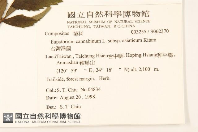 台灣澤蘭藏品圖，第2張