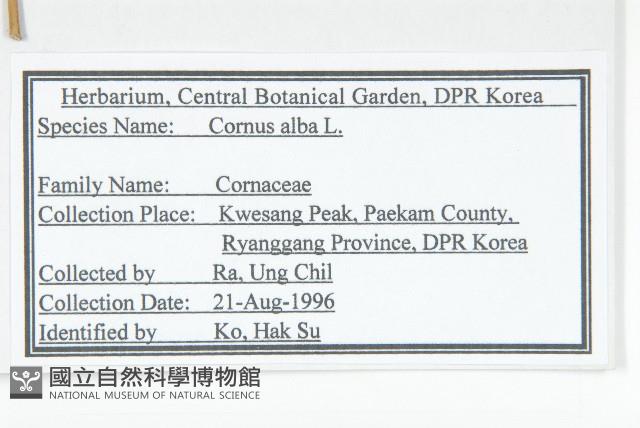 紅瑞木藏品圖，第2張