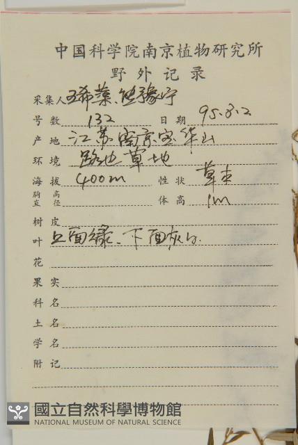 艾蒿藏品圖，第2張