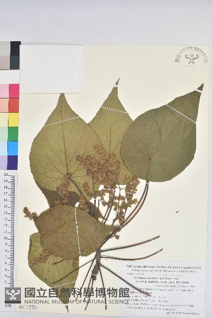 血桐藏品圖，第1張