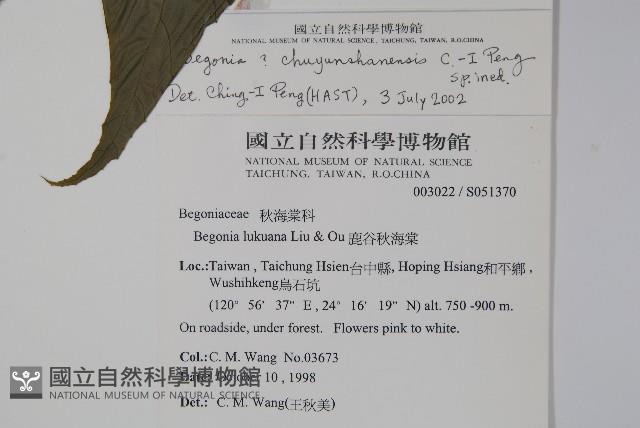 出雲山秋海棠藏品圖，第2張