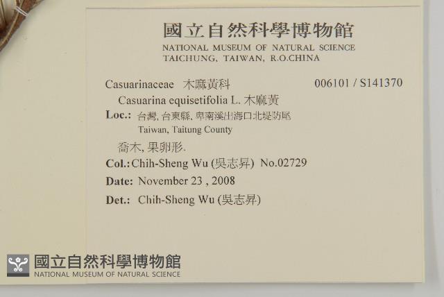 木麻黃藏品圖，第2張