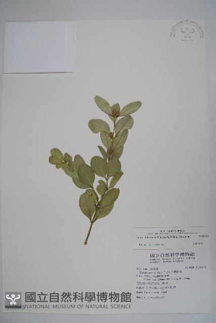 琉球黃楊藏品圖，第1張