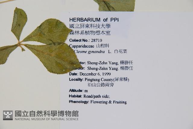 白花菜藏品圖，第2張