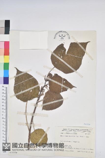 血桐藏品圖，第1張