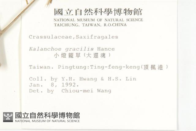 小燈籠草、大還魂藏品圖，第2張