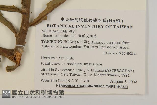 薄葉艾納香藏品圖，第2張