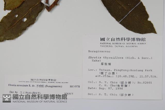 厚殼樹藏品圖，第2張