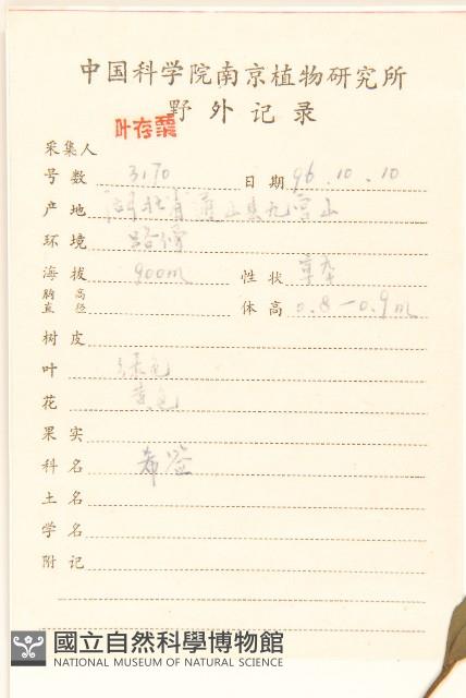 毛梗豨薟藏品圖，第2張