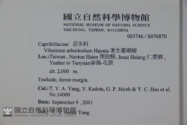 著生珊瑚樹藏品圖，第2張