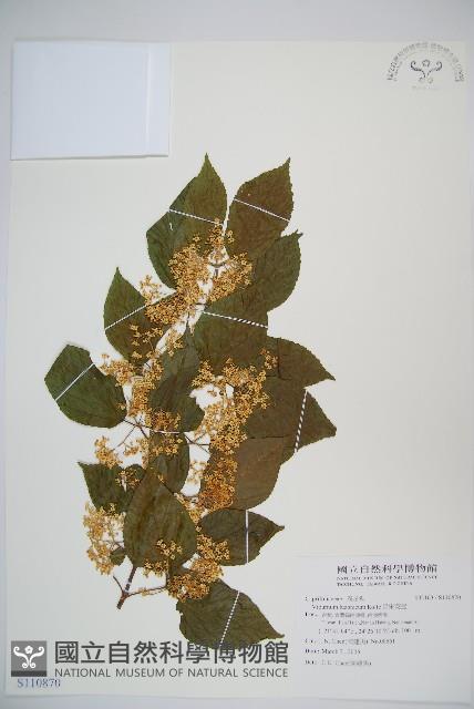 呂宋莢迷藏品圖，第1張