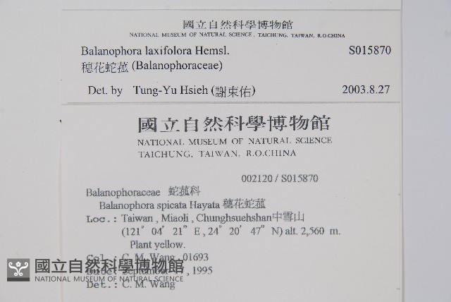 穗花蛇菰藏品圖，第2張