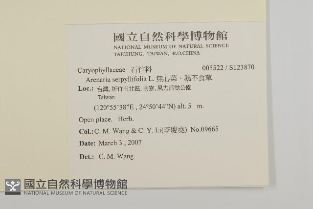 無心菜、鵝不食草藏品圖，第2張