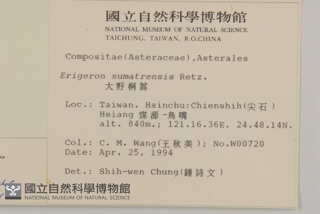 掃帚菊藏品圖，第2張