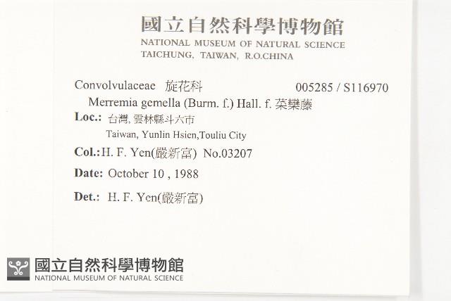 菜欒藤藏品圖，第2張