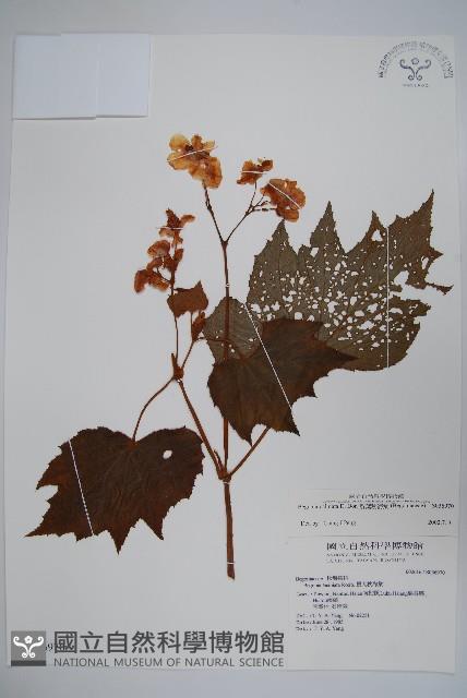 裂葉秋海棠藏品圖，第1張