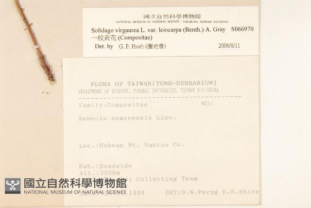 一枝黃花藏品圖，第2張