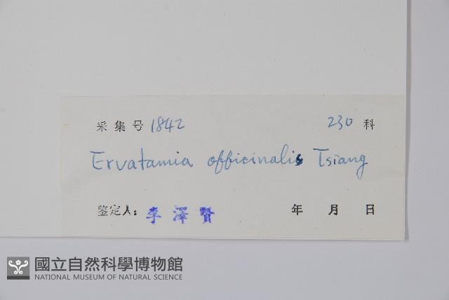 藥用狗牙花藏品圖，第2張