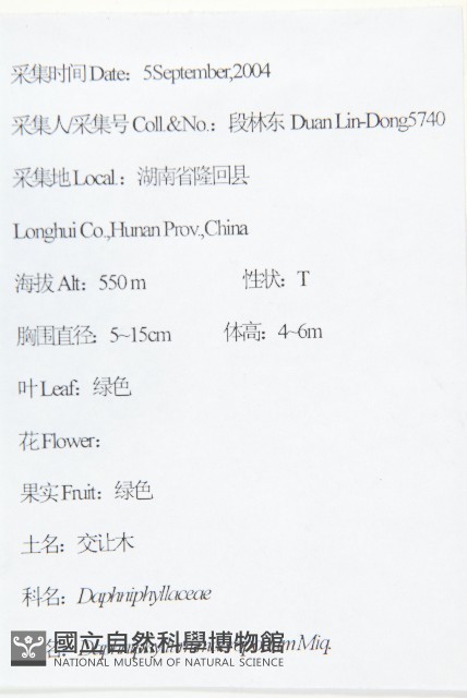 交讓木、臺灣虎皮楠、膜葉虎皮楠藏品圖，第2張