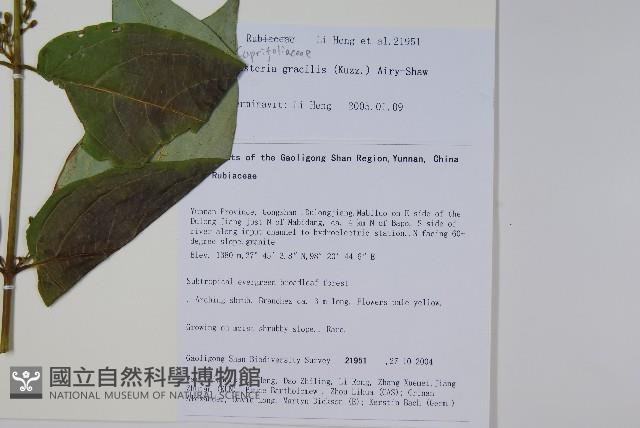 纖細風吹蕭藏品圖，第2張