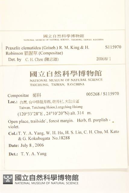 貓腥草藏品圖，第2張