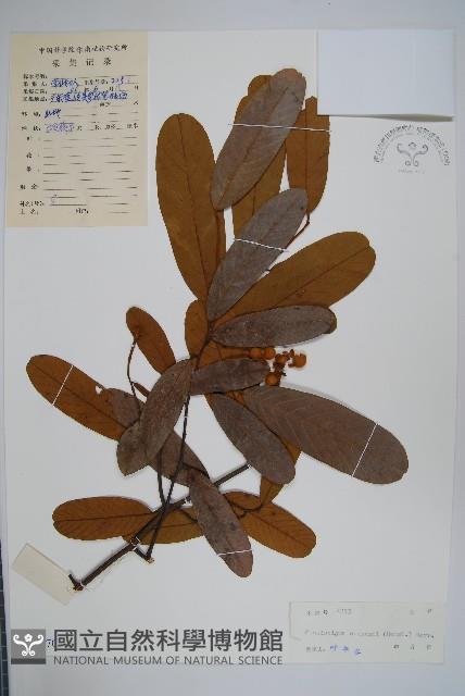 瓜馥木藏品圖，第1張