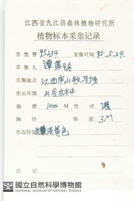 四照花、山荔枝藏品圖，第2張