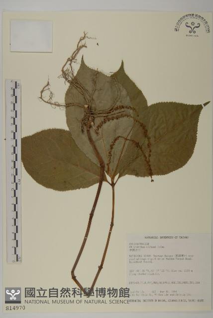 臺灣及己藏品圖，第1張