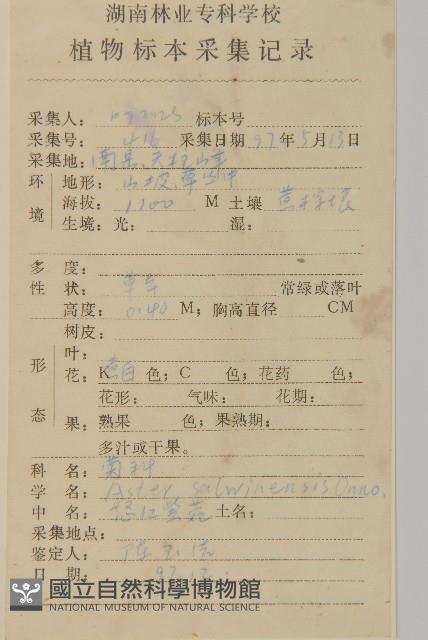 怒江紫菀藏品圖，第2張