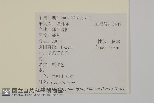 昆明山海棠藏品圖，第2張