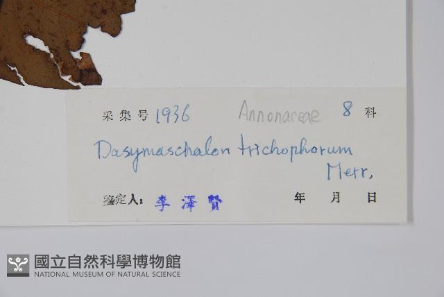 皂帽花藏品圖，第2張