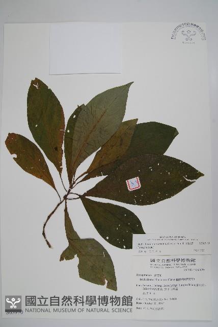 假酸漿藏品圖，第1張