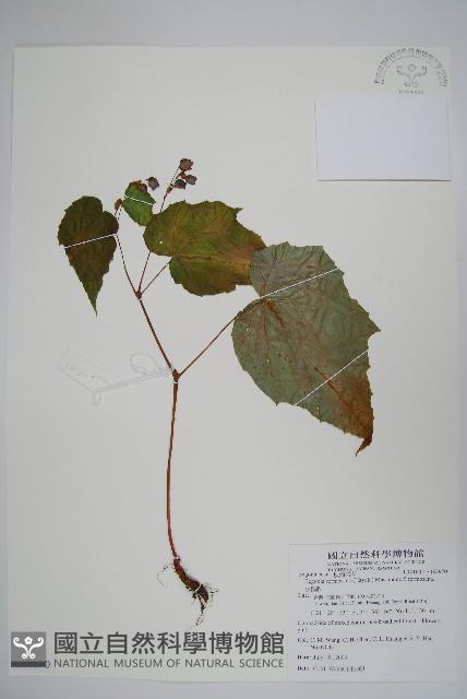 Accession Number:S087970 Collection Image, Figure 1, Total 2 Figures