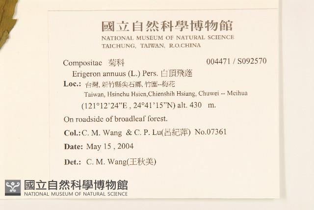 白頂飛蓬藏品圖，第2張