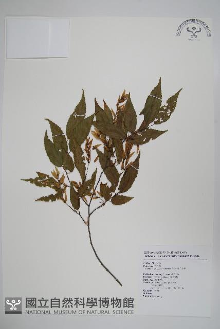 阿里山千金榆藏品圖，第1張