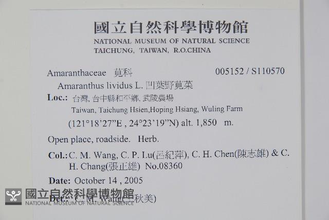 凹葉野莧菜藏品圖，第2張