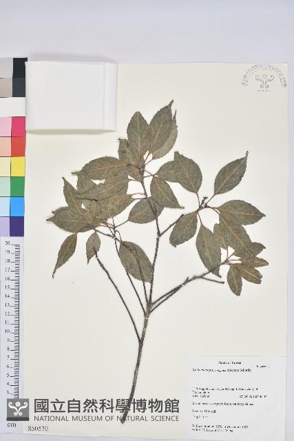 錐果櫟藏品圖，第1張