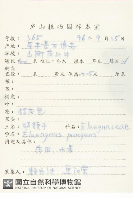 胡頹子藏品圖，第2張