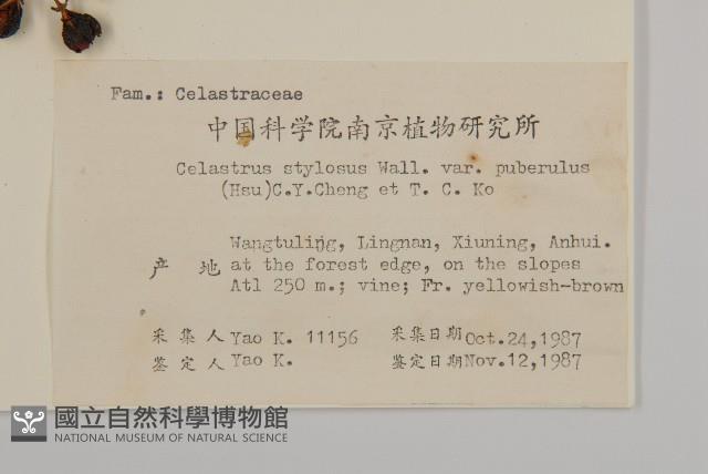 毛脈顯柱南蛇藤藏品圖，第2張