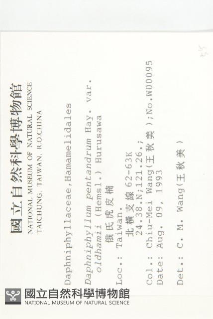 俄氏虎皮楠藏品圖，第2張