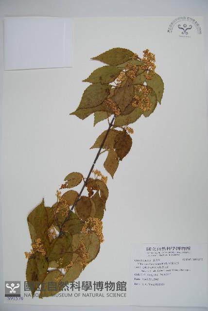 呂宋莢迷藏品圖，第1張