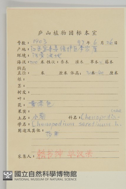 小葉藜藏品圖，第2張