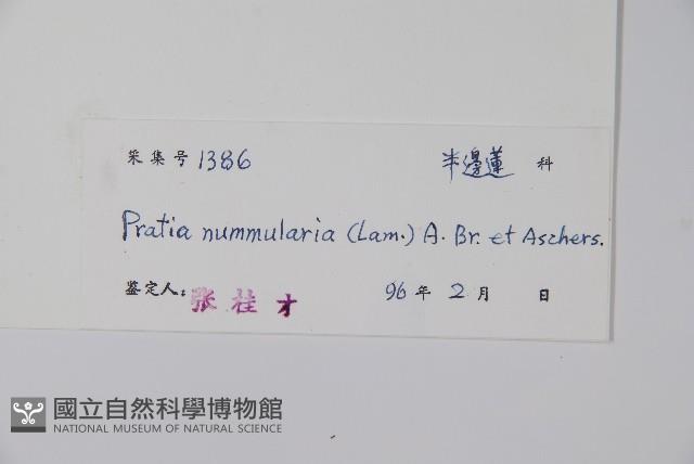 普剌特草藏品圖，第2張