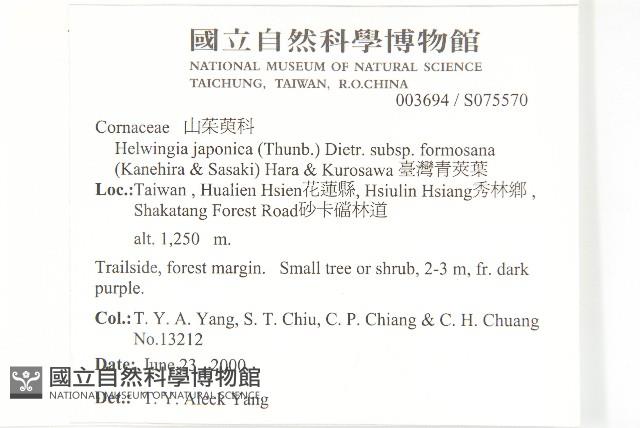 臺灣青莢葉藏品圖，第2張